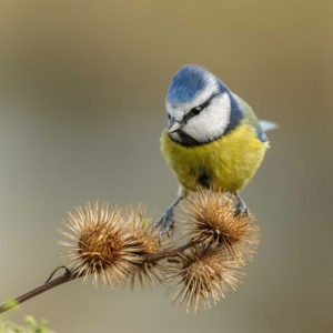 Redwell   16 12 2016   D3s (16 Of 71).jpg